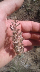 Calamagrostis ophitidis