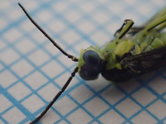 Rhogogaster genistae