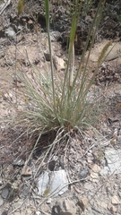 Calamagrostis ophitidis