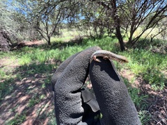 Trachylepis occidentalis