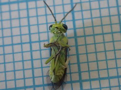 Rhogogaster genistae