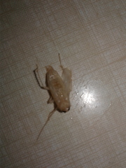 Blattella germanica