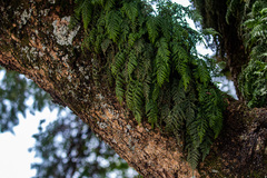 Asplenium theciferum