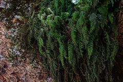 Asplenium theciferum