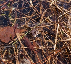 Lithobates sylvaticus image