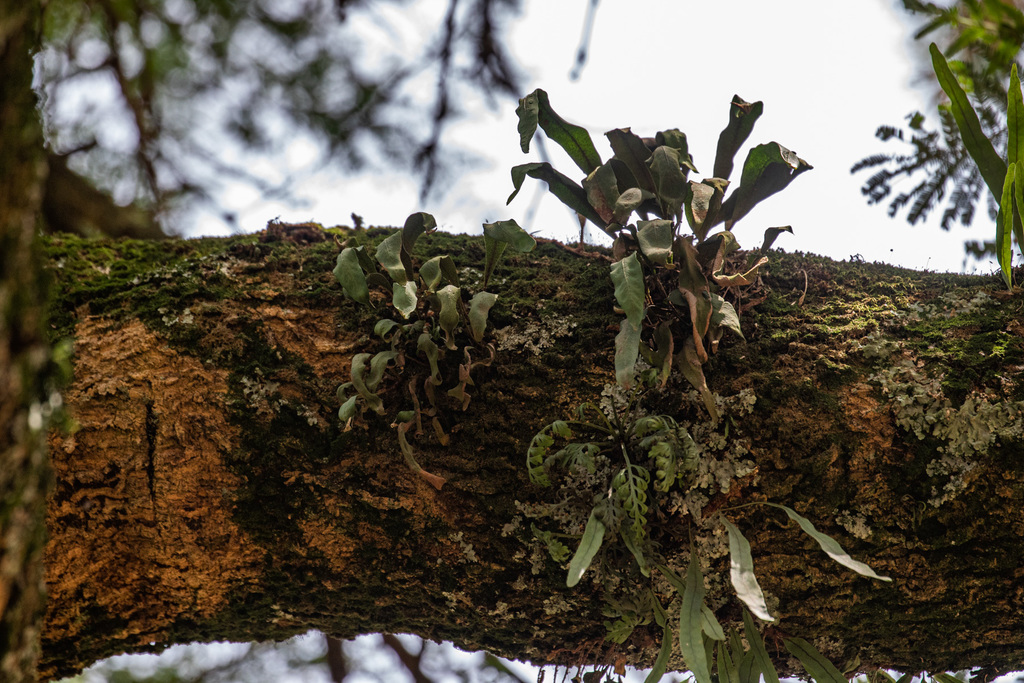 Hovenkampia schimperiana