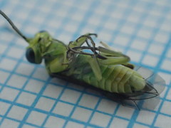 Rhogogaster genistae