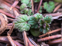 Lamium amplexicaule