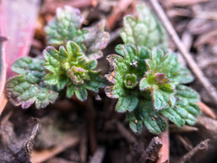 Lamium amplexicaule