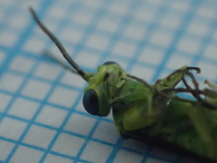 Rhogogaster genistae