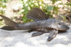 Hypostomus