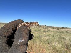 Pachydactylus mariquensis