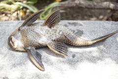 Hypostomus