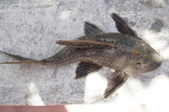 Hypostomus