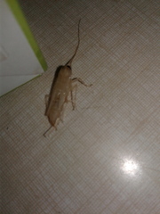 Blattella germanica