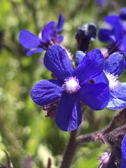 Anchusa azurea image