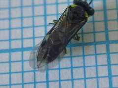 Rhogogaster genistae