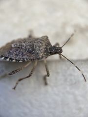 Halyomorpha halys