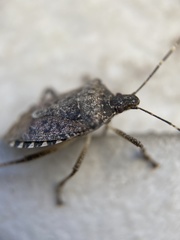 Halyomorpha halys