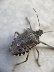 Halyomorpha halys