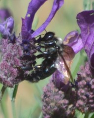 Xylocopa californica californica