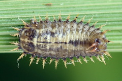 Cassida sanguinosa