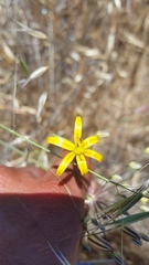 Bloomeria crocea aurea