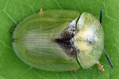 Cassida sanguinosa