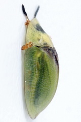 Cassida sanguinosa