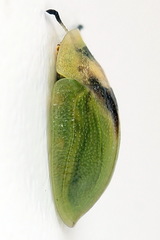 Cassida sanguinosa