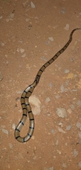 Oligodon russelius