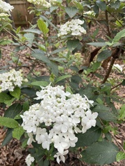 Viburnum macrocephalum