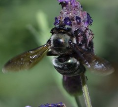 Xylocopa californica californica