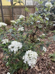 Viburnum macrocephalum