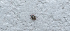 Eurydema gebleri