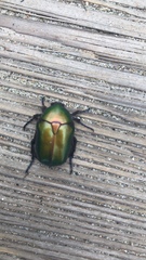 Protaetia cuprea cuprea