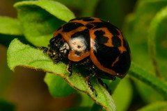 Platyphora congregata