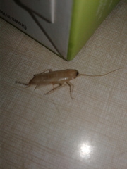 Blattella germanica
