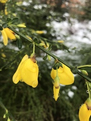 Cytisus scoparius