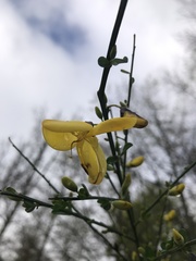 Cytisus scoparius