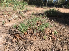 Heterotheca pedunculata