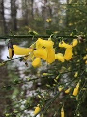Cytisus scoparius