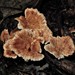 Podoserpula insignis - Photo (c) Grey Smith,  זכויות יוצרים חלקיות (CC BY-NC), הועלה על ידי Grey Smith