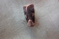 Agrotis puta