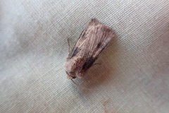 Agrotis puta