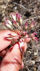 Allium crispum