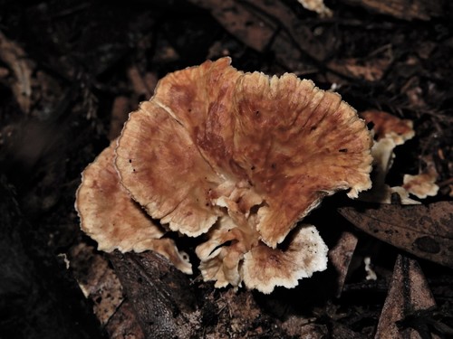 Cantharellus insignis image
