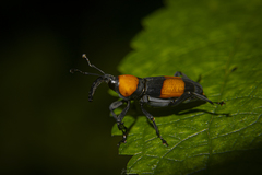 Rhodobaenus augustinus