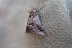 Phaselia algiricaria