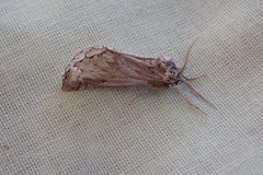 Phaselia algiricaria